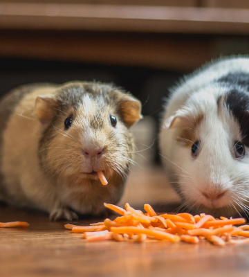 guinea pigs happily snacking on food